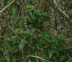 Lantana tiliaefolia