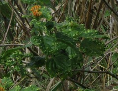 Lantana tiliaefolia
