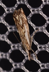 Catoptria falsella