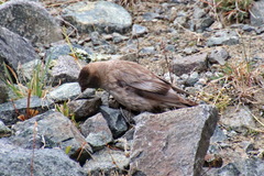 Leucosticte brandti