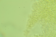 Clitocybe eccentrica