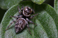 Maratus griseus
