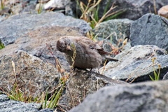 Leucosticte brandti