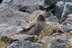 Leucosticte brandti