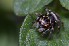 Maratus griseus