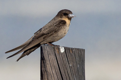 Ptyonoprogne fuligula