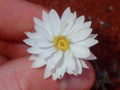 Rhodanthe chlorocephala