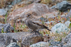 Leucosticte brandti