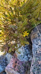Cullumia setosa