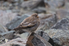 Leucosticte brandti