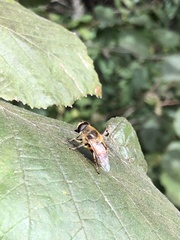 Eristalis tenax