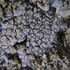 Lecanora carpinea