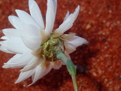 Rhodanthe chlorocephala