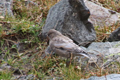 Leucosticte brandti