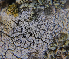 Lecanora carpinea