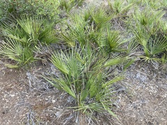 Chamaerops humilis