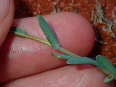 Rhodanthe chlorocephala