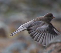 Leucosticte brandti