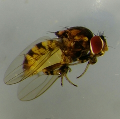 Phortica semivirgo