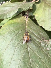 Eristalis tenax
