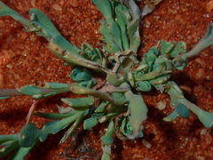 Rhodanthe chlorocephala