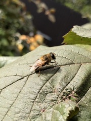 Eristalis tenax