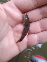 Proterorhinus semilunaris