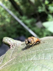 Eristalis tenax