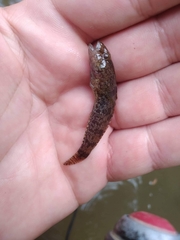 Proterorhinus semilunaris
