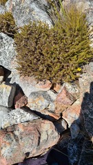 Cullumia setosa
