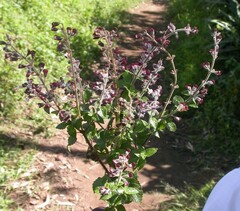 Ocimum lamiifolium image