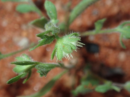 Image of Calotis hispidula by (c) Thomas Mesaglio, some rights reserved (CC BY)