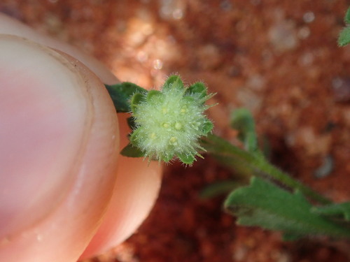 Image of Calotis hispidula by (c) Thomas Mesaglio, some rights reserved (CC BY)