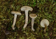 Pseudoomphalina compressipes