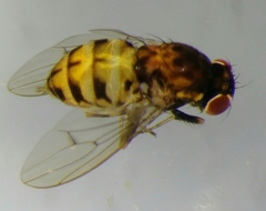 Phortica semivirgo