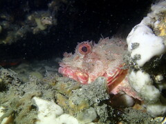 Scorpaena jacksoniensis