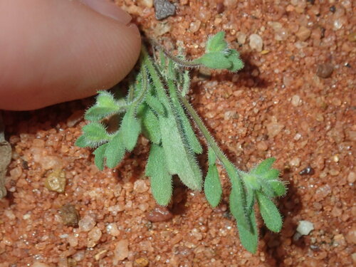 Image of Calotis hispidula by (c) Thomas Mesaglio, some rights reserved (CC BY)
