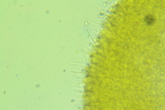 Pseudoomphalina compressipes