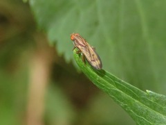 Opomyza germinationis
