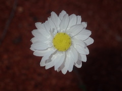 Rhodanthe chlorocephala