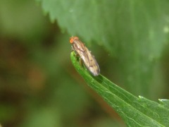 Opomyza germinationis