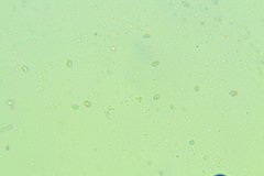 Pseudoomphalina compressipes