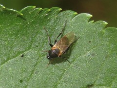 Phorinae
