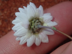 Rhodanthe chlorocephala
