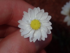 Rhodanthe chlorocephala