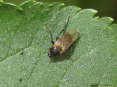 Phorinae