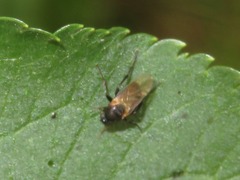 Phorinae