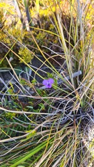 Viola decumbens scrotiformis