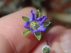 Erodium cygnorum