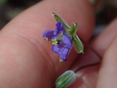 Erodium cygnorum